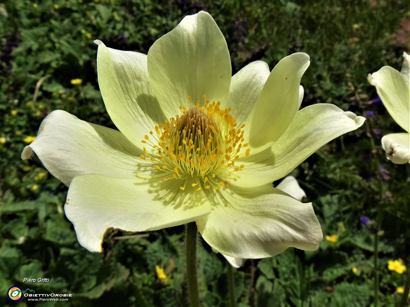 05 Pulsatilla alpina sulphurea  (Anemone alpino sulfureo).JPG